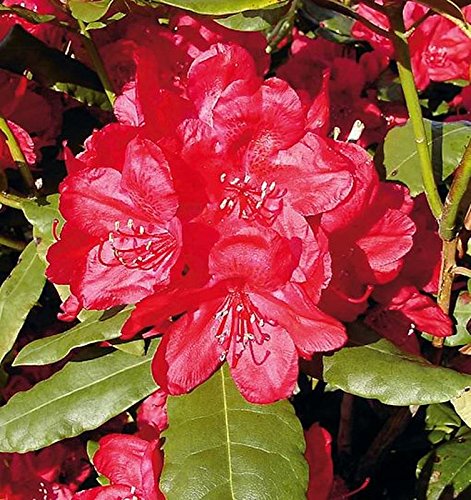 INKARHO - Großblumige Rhododendron Hachmanns Feuerschein 40-50cm - Alpenrose - Gartenpflanze von Baumschule