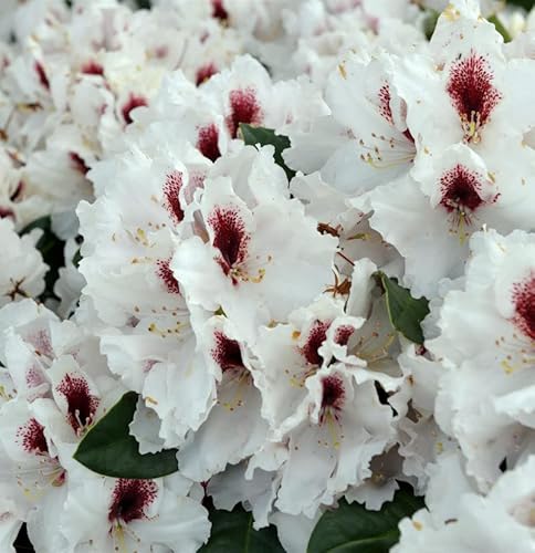 INKARHO - Großblumige Rhododendron Hachmanns Picobello 30-40cm - Alpenrose - Gartenpflanze von Baumschule