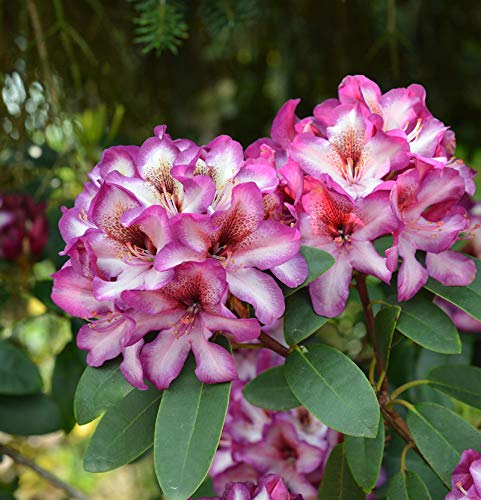INKARHO - Großblumige Rhododendron Hans Hachmann 25-30cm - Alpenrose - Gartenpflanze von Baumschule