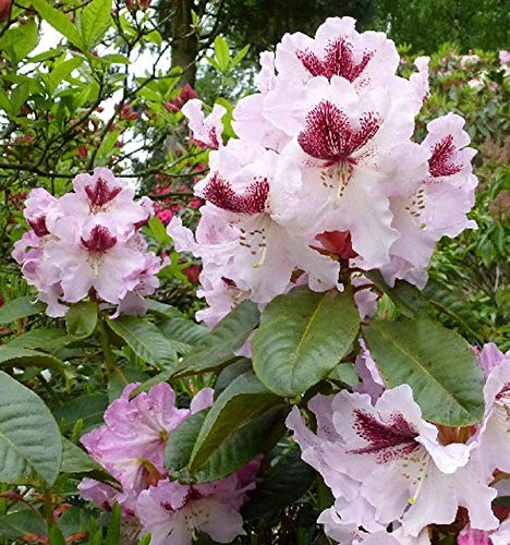 INKARHO - Großblumige Rhododendron Herbstfreude 50-60cm - Alpenrose - Gartenpflanze von Baumschule