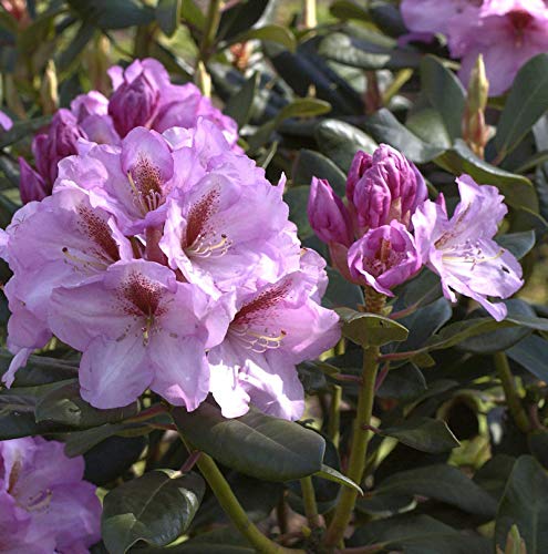 INKARHO - Großblumige Rhododendron Lavender Princess 25-30cm - Alpenrose - Gartenpflanze von Baumschule