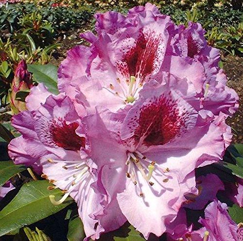 INKARHO - Großblumige Rhododendron Pfauenauge 25-30cm - Alpenrose - Gartenpflanze von Baumschule