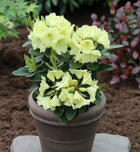 INKARHO - Großblumige Rhododendron Simson 30-40cm - Alpenrose - Gartenpflanze von Baumschule