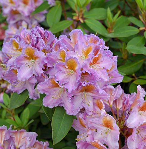 INKARHO - Großblumige Rhododendron Tanaga 40-50cm - Alpenrose - Gartenpflanze von Baumschule