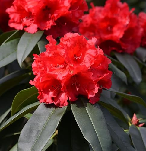INKARHO - Großblumige Rhododendron Taurus 40-50cm - Alpenrose - Gartenpflanze von Baumschule