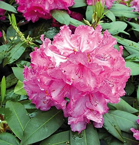 INKARHO - Großblumige Rhododendron Walküre 25-30cm - Alpenrose - Gartenpflanze von Baumschule