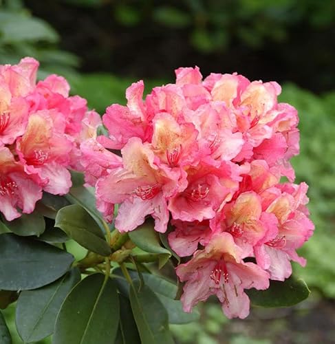 INKARHO - Rhododendron Lullaby 20-25cm - Rhododendron yakushimanum - Gartenpflanze von Baumschule