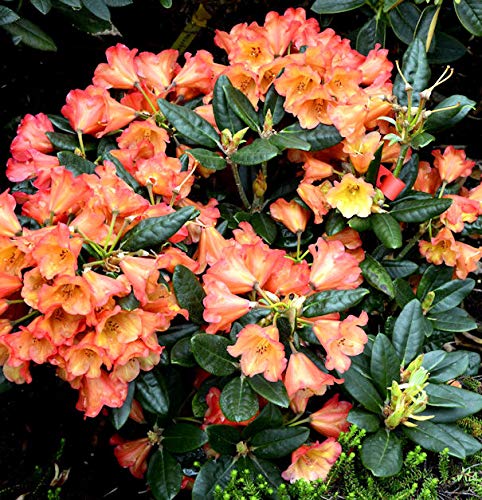 INKARHO - Rhododendron Sasonade 25-30cm - Alpenrose - Gartenpflanze von Baumschule