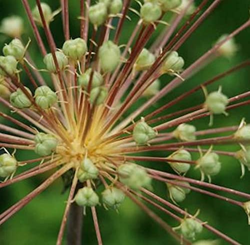 Igelkolben Lauch - Allium schubertii - Gartenpflanze von Baumschule