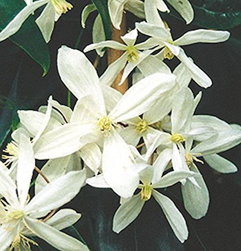 Immergrüne Duft Waldrebe 60-80cm - Clematis armandii - Gartenpflanze von Baumschule