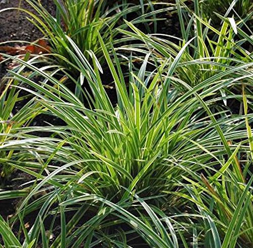 Immergrüne Japan Segge - großer Topf - Carex morrowii - Gartenpflanze von Baumschule