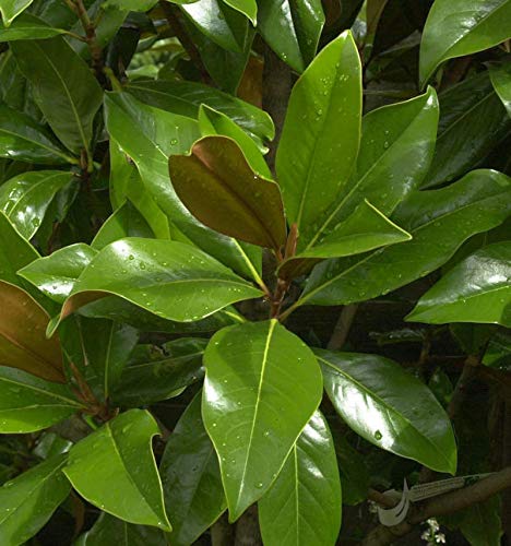 Immergrüne Magnolie Galissoniere 125-150cm - Magnolia grandiflora - Gartenpflanze von Baumschule