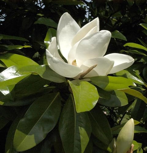 Immergrüne Magnolie Kay Parris 125-150cm - Magnolia grandiflora Immergrüne Magnolie Kay Parris 125-150cm - Magnolia grandiflora von Baumschule