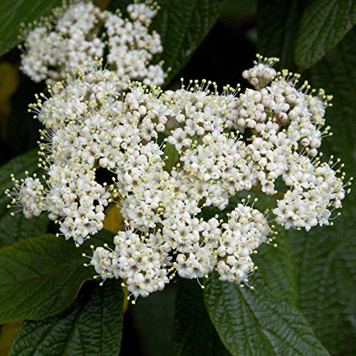 Immergrüner Zungen Schneeball 100-125cm - Viburnum rhytidophyllum - Gartenpflanze von Baumschule