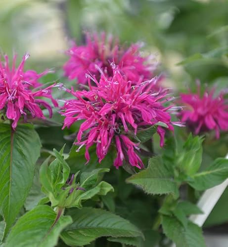 Indianernessel Balmy Purple - großer Topf - Monarda didyma - Gartenpflanze von Baumschule