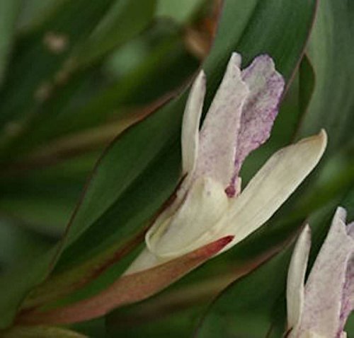 Ingwer Orchidee - Roscoea beesiana - Gartenpflanze von Baumschule