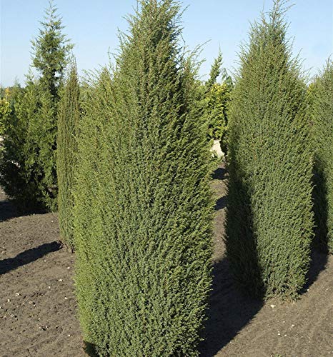 Irischer Säulenwacholder 100-125cm - Juniperus communis - Gartenpflanze von Baumschule
