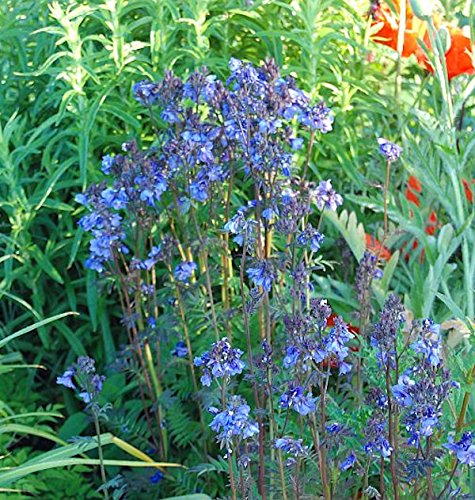 Jakobsleiter Purple Rain - Polemonium yezoense - Gartenpflanze von Baumschule