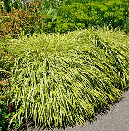 Japan Goldbandgras - großer Topf - Hakonechloa macra - Gartenpflanze von Baumschule