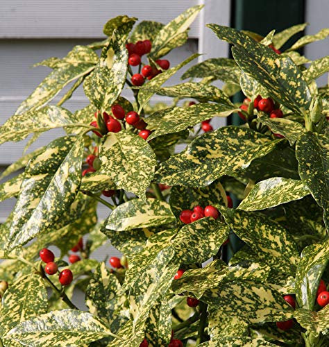 Japanische Aucube Variegata 25-30cm - Aucuba japonica Variegata - Gartenpflanze von Baumschule