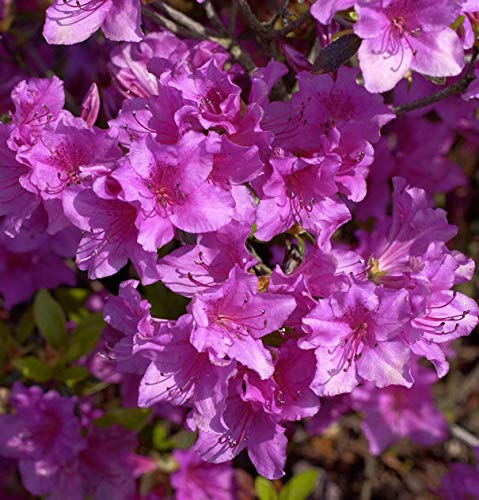 Japanische Azalee Blue Danube 20-25cm - Rhododendron obtusum - Zwerg Alpenrose von Baumschule