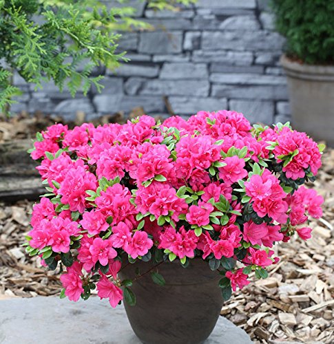 Japanische Azalee Canzonetta 15-20cm - Rhododendron obtusum - Zwerg Alpenrose von Baumschule