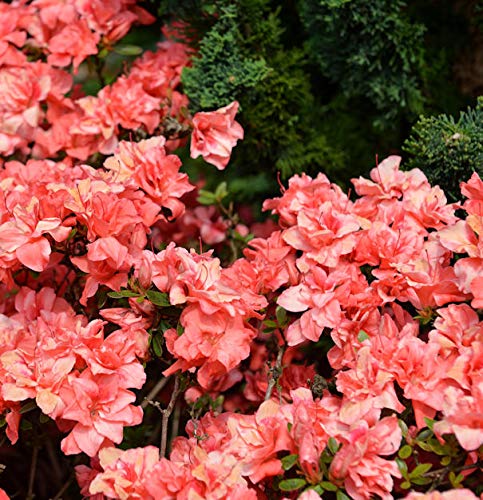 Japanische Azalee Cherie 20-25cm - Rhododendron obtusum - Zwerg Alpenrose von Baumschule