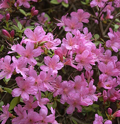 Japanische Azalee Hinomayo 20-25cm - Rhododendron obtusum von Baumschule
