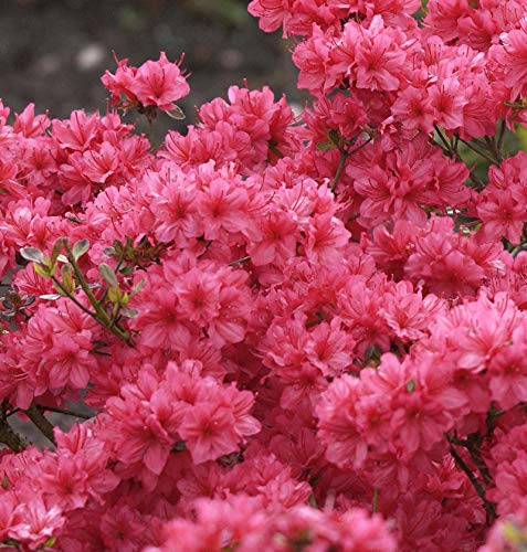 Japanische Azalee Hot Shot Variegated 20-25cm - Rhododendron obtusum - Zwerg Alpenrose von Baumschule