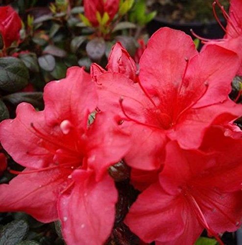 Japanische Azalee Johanna 20-25cm - Rhododendron obtusum - Zwerg Alpenrose von Baumschule