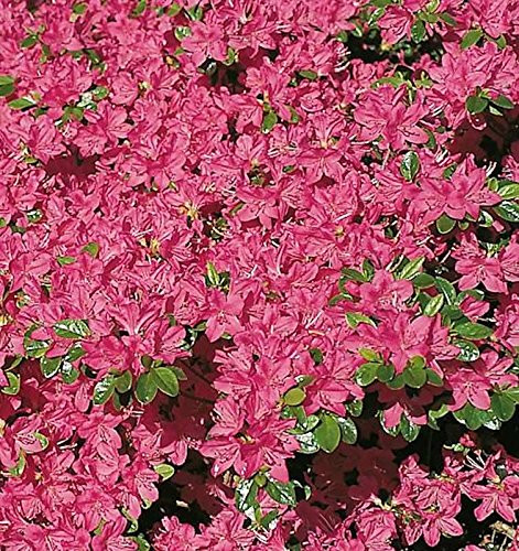 Japanische Azalee Kermesina 40-50cm - Rhododendron obtusum - Zwerg Alpenrose von Baumschule