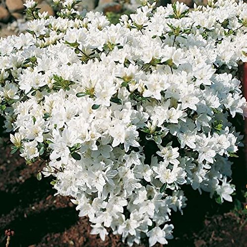 Japanische Azalee Kermesina Alba 15-20cm - Rhododendron obtusum - Zwerg Alpenrose von Baumschule