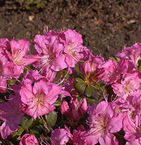 Japanische Azalee Kirstin 25-30cm - Rhododendron obtusum - Alpenrose - Gartenpflanze von Baumschule
