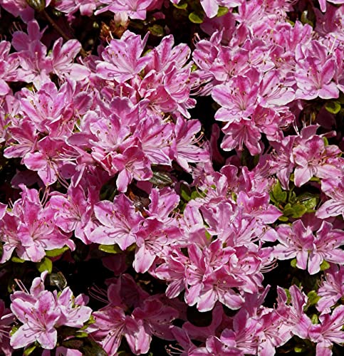 Japanische Azalee Pink Poetry 30-40cm - Rhododendron obtusum - Zwerg Alpenrose von Baumschule