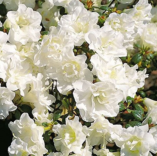 Japanische Azalee Schneeperle® 15-20cm - Rhododendron obtusum - Zwerg Alpenrose von Baumschule