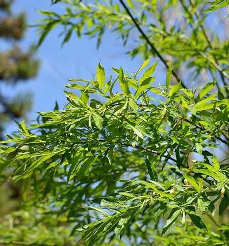 Japanische Drachenweide Golden Sunshine 30-40cm - Salix udensis - Gartenpflanze von Baumschule