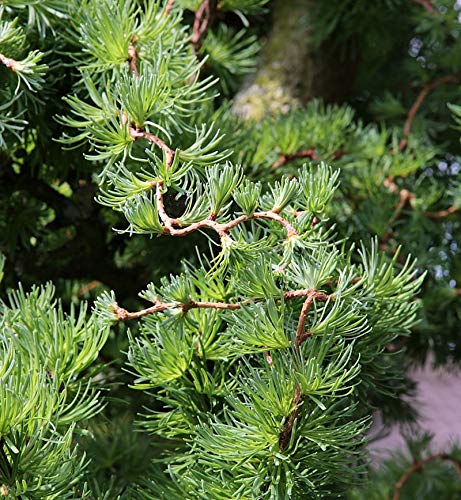 Japanische Korkenzieher Lärche Diana 40-60cm - Larix kaempferi - Gartenpflanze von Baumschule