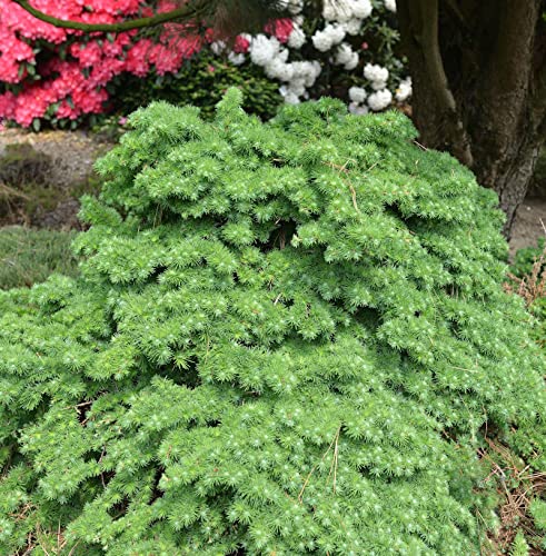 Japanische Lärche Little Boogle 30-40cm - Larix kaempferi - Gartenpflanze von Baumschule