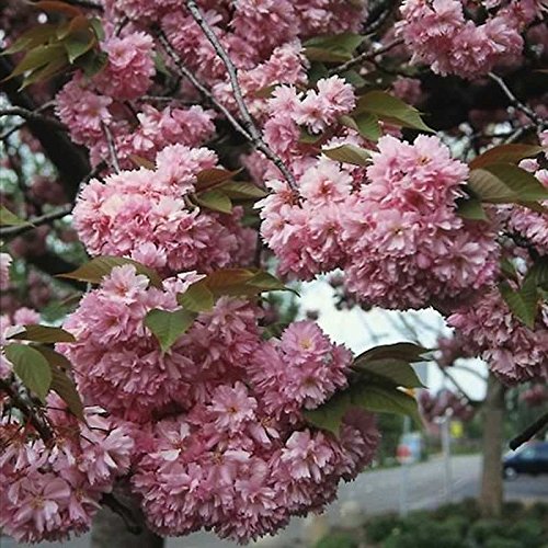 Japanische Nelkenkirsche Kanzan 80-100cm - Prunus serrulata - Gartenpflanze von Baumschule