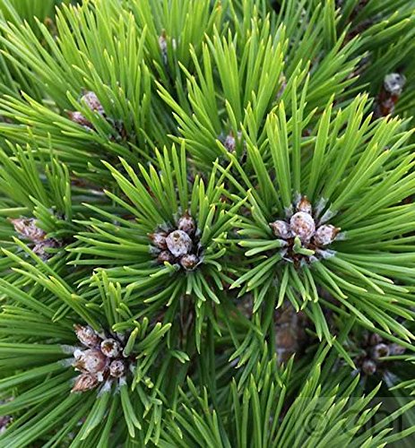 Japanische Rotkiefer Low Glow 15-20cm - Pinus densiflora - Gartenpflanze von Baumschule