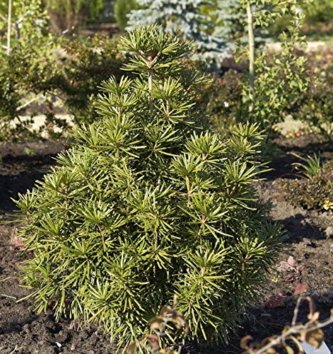 Japanische Schirmtanne 40-50cm - Sciadopitys verticillata - Gartenpflanze von Baumschule