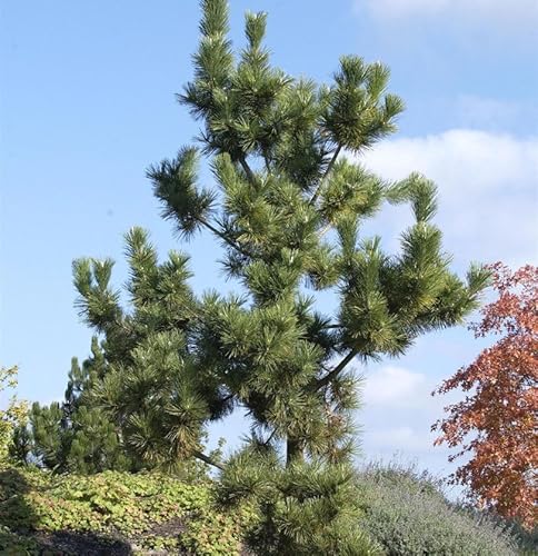 Japanische Schwarzkiefer 60-80cm - Pinus thunbergii - Gartenpflanze von Baumschule