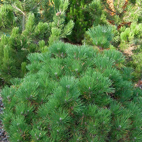Japanische Schwarzkiefer Maijima 30-40cm - Pinus thunbergii - Gartenpflanze von Baumschule