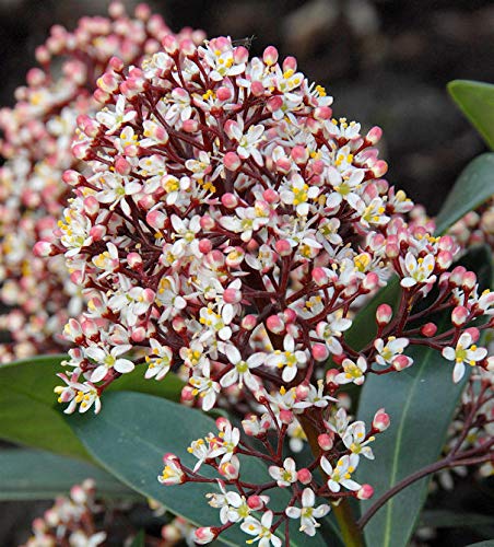 Japanische Skimmie Rubella 20-25cm - Skimmia japonica - Gartenpflanze von Baumschule