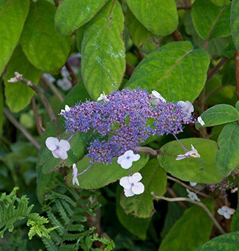 Japanische Zwerg Hortensie 30-40cm - Hydrangea involucrata - Gartenpflanze von Baumschule