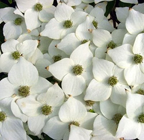 Japanischer Blumenhartriegel Milky Way 125-150cm - Cornus kousa - Gartenpflanze von Baumschule