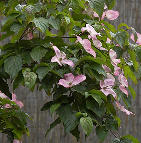 Japanischer Blumenhartriegel Satomi 40-60cm - Cornus kousa - Gartenpflanze von Baumschule