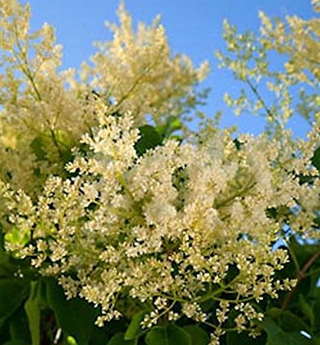 Japanischer Flieder City of Toronto 40-60cm - Syringa reticulata - Gartenpflanze von Baumschule