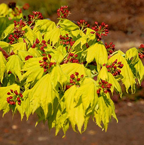 Japanischer Goldahorn 50-60cm - Acer shirasawanum Aureum - Gartenpflanze von Baumschule