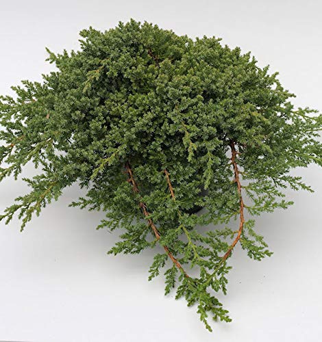 Japanischer Kriechwacholder 15-20cm - Juniperus procumbens - Gartenpflanze von Baumschule